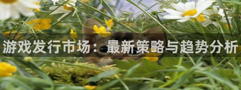 db电竞集团